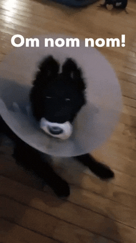 Om Nom Nom GIF