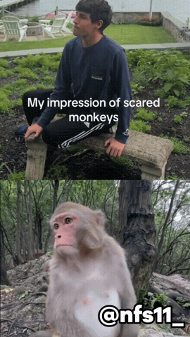 Scared Monkey GIF