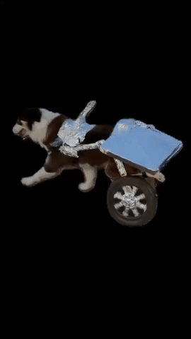 Wheelchair GIF