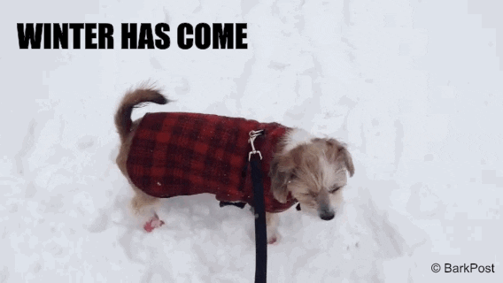 50 Funny Dog GIFs, The BarkPost