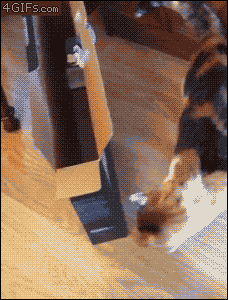 Cat Fail Gifs Get The Best Gif On Giphy