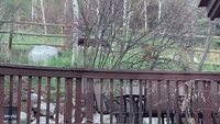 Bear Keeps Coming Back to Colorado Porch