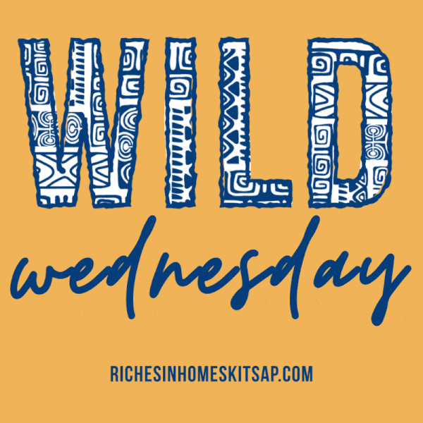 Wild Wednesday GIF by richesinhomes