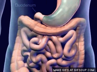 duodenums meaning, definitions, synonyms