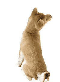 Doge Dogecoin Sticker by Shibetoshi Nakamoto