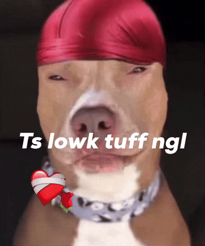 Dog Ts GIF