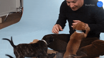 Jimmy Fallon Puppies GIF by BuzzFeed