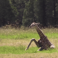 Download Baby Giraffe Gifs Get The Best Gif On Giphy