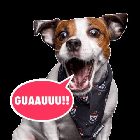 Dog Wow GIF by Dukier