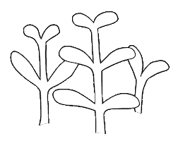 Loop Grow Sticker