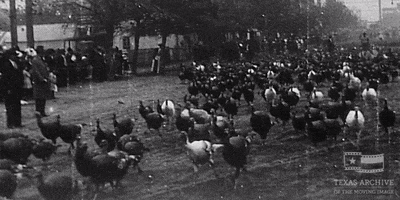 home movie turkey GIF by Texas Archive of the Moving Image