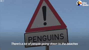 african penguin GIF by The Dodo