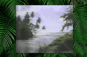 palm trees beach GIF