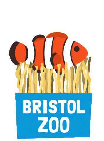 Clown Fish Sticker by BristolZooGardens