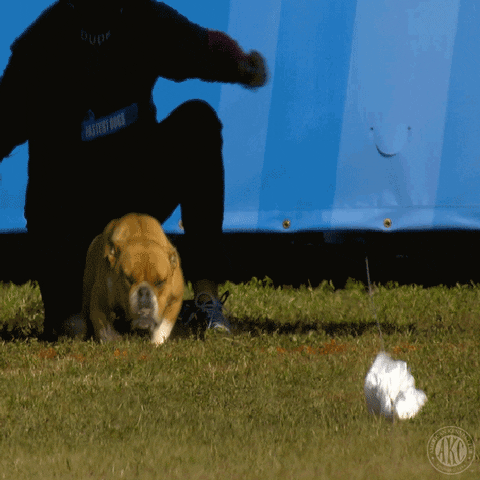 Espn Running GIF by American Kennel Club