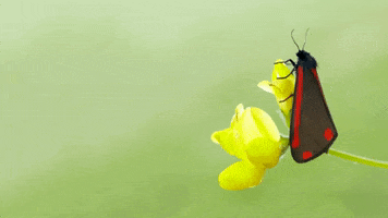Butterfly Conservation GIF