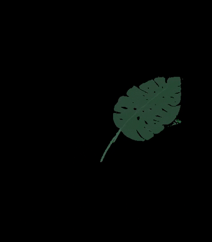 Plantas Plant Planta Verde Gree Miafrois Costeladeadão GIF