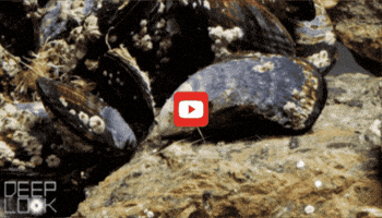 GIF by KQEDScience