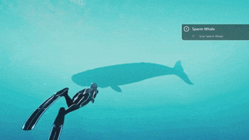 Manta Ray Swim GIF by Beyond Blue