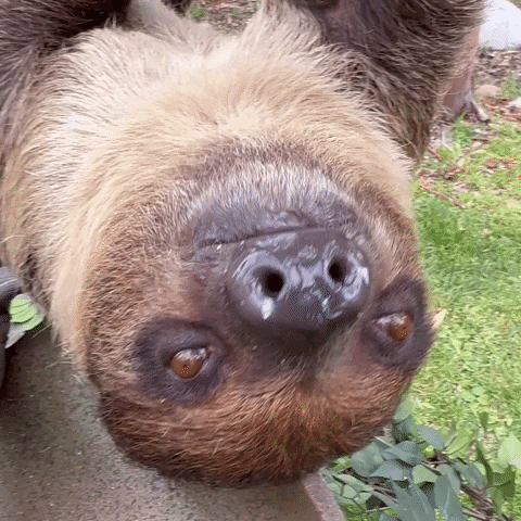 Happy Sloth GIF by San Diego Zoo Wildlife Alliance