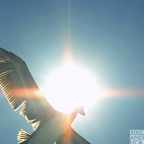 Birds Flying GIF by BBC America - Find & Share on GIPHY