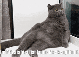 Cat Obb GIF by ÖBB | Österreichische Bundesbahnen