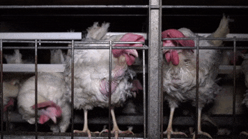 Oikeutta eläimille GIF