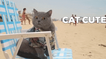 Cat GIF