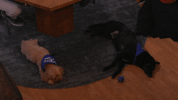 Tired Dog GIF by ACC Network