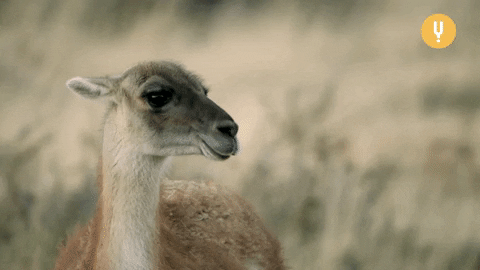 Llamas GIFs - Find & Share on GIPHY