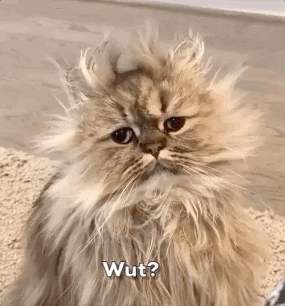 Wait Wut GIF