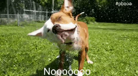 Pit Bull No GIF by Pit Bull Advocates of America - Find & Share on GIPHY