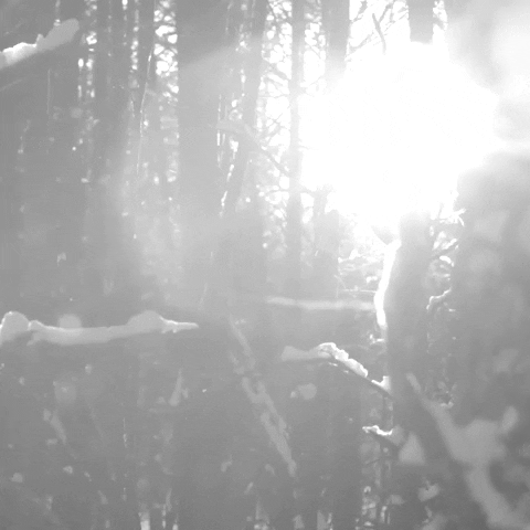 nordicmusicmerch GIF