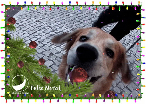 Saiba onde encontrar os melhores GIFs e imagens de Natal para enviar aos  parentes e amigos – Farol News