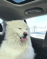 Dog Driving GIF by Rover.com