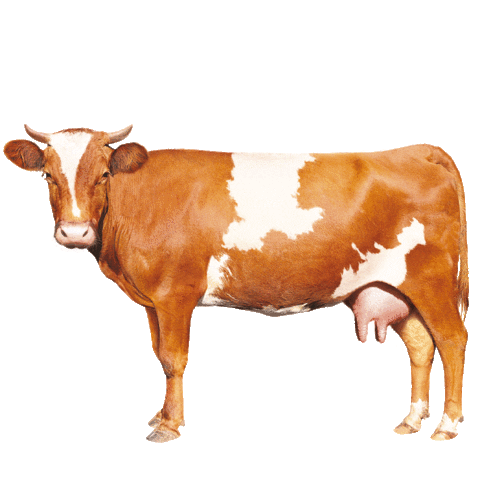 Vache Sticker by danslevrai
