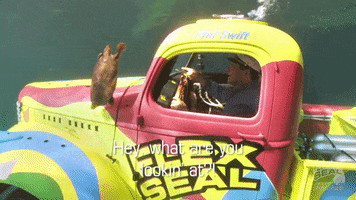 Images Turtle GIF by getflexseal