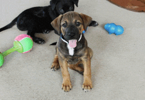 Puppies National Puppy Day GIF by Operation Kindness