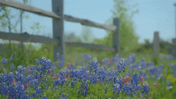 Blue Bonnets Fence GIF by Texas A&M University