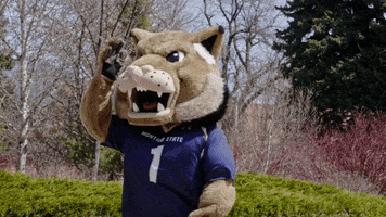 Looking For GIF by Montana State University