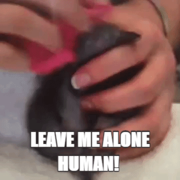 amuzament me alone human leave GIF