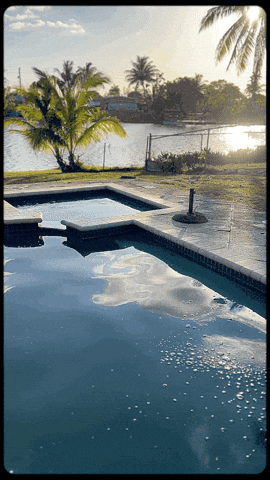 Palm Tree Water GIF