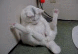 Cat Dirty Kitty GIF