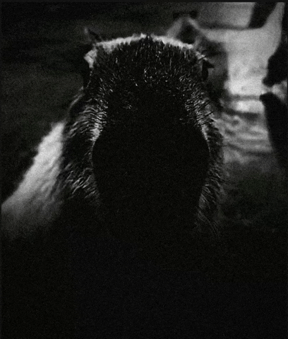 Capybara GIF