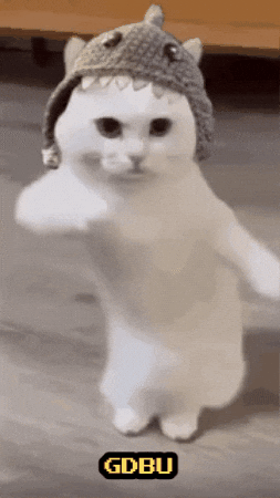 Cat Fun GIF