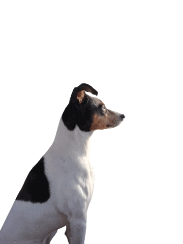 Dog Sticker by RESPEM