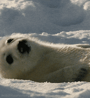 Harp Seal GIF