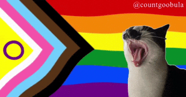 Pride Cat Meme GIF