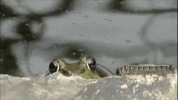 frog fail GIF by America's Funniest Home Videos
