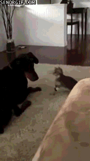 Cats Fighting GIF by Cheezburger
